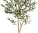 Why We Love the Realead 6ft Faux Olive Tree for Our Home Decor