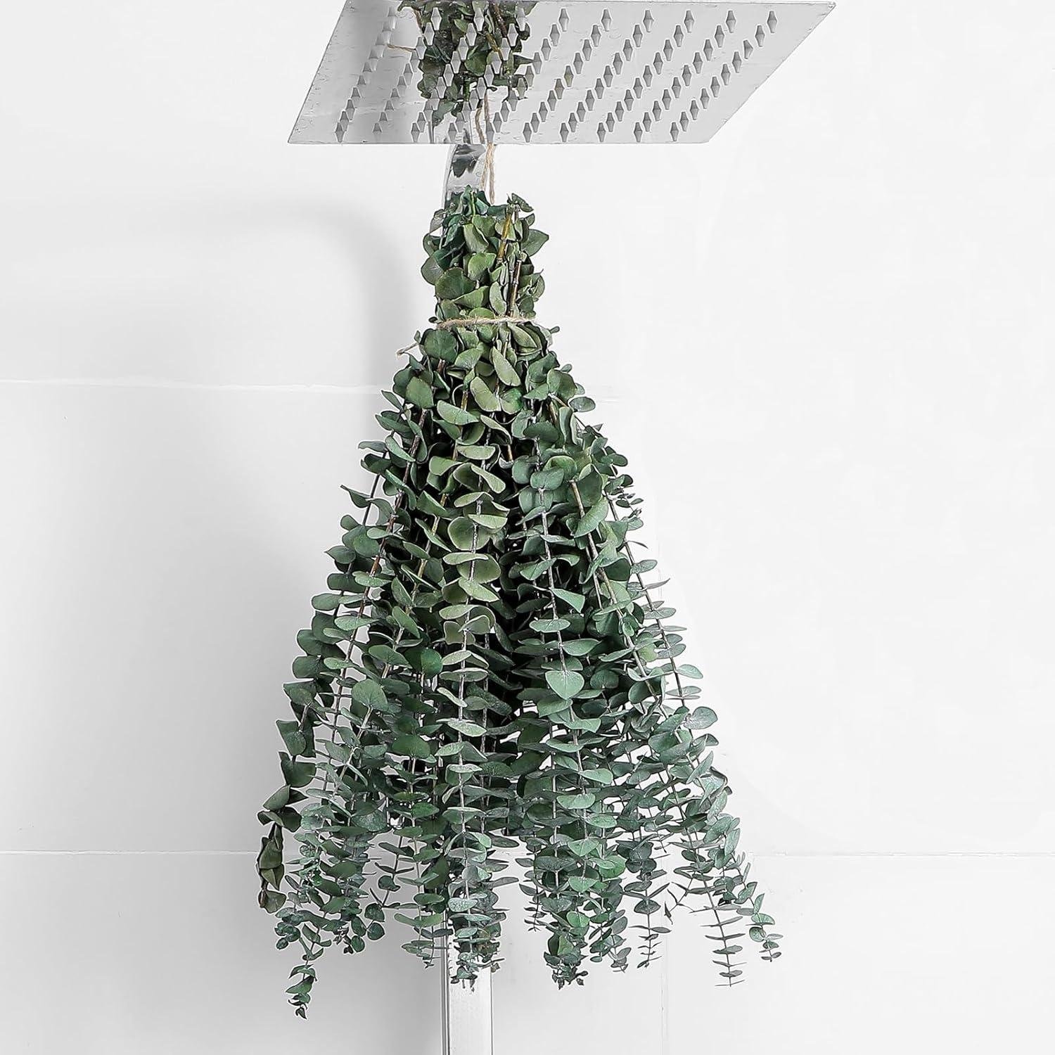 Our Review of Natural Dried Eucalyptus Stems for Home & Spa
