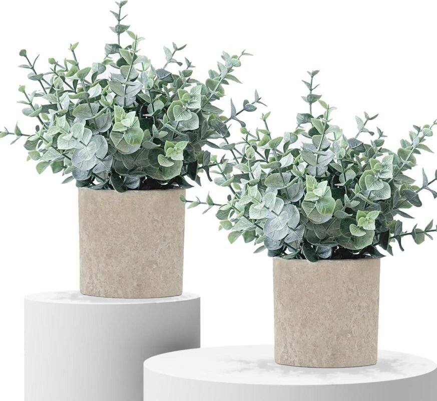 Stylish Mini Eucalyptus Plants: Our Favorite Small Space Greenery