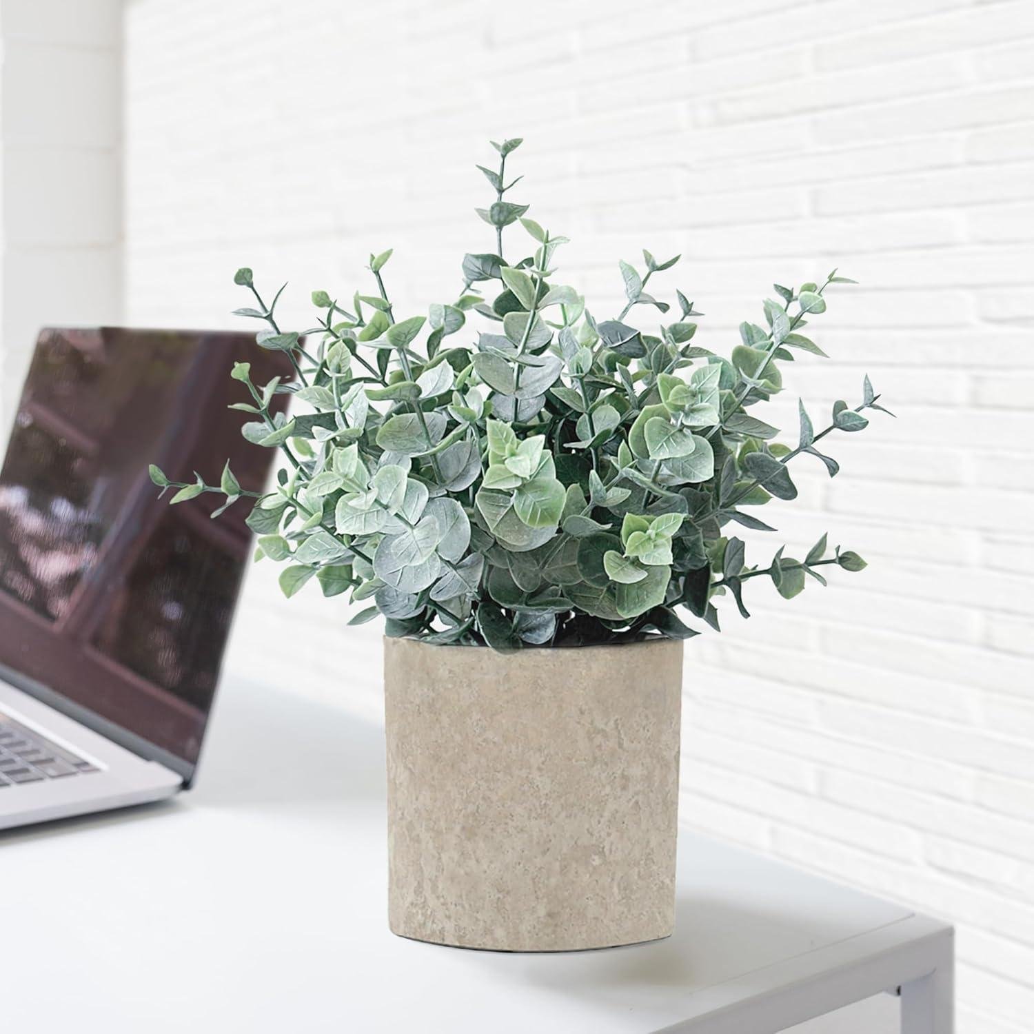 Stylish Mini Eucalyptus Plants: Our Favorite Small Space Greenery
