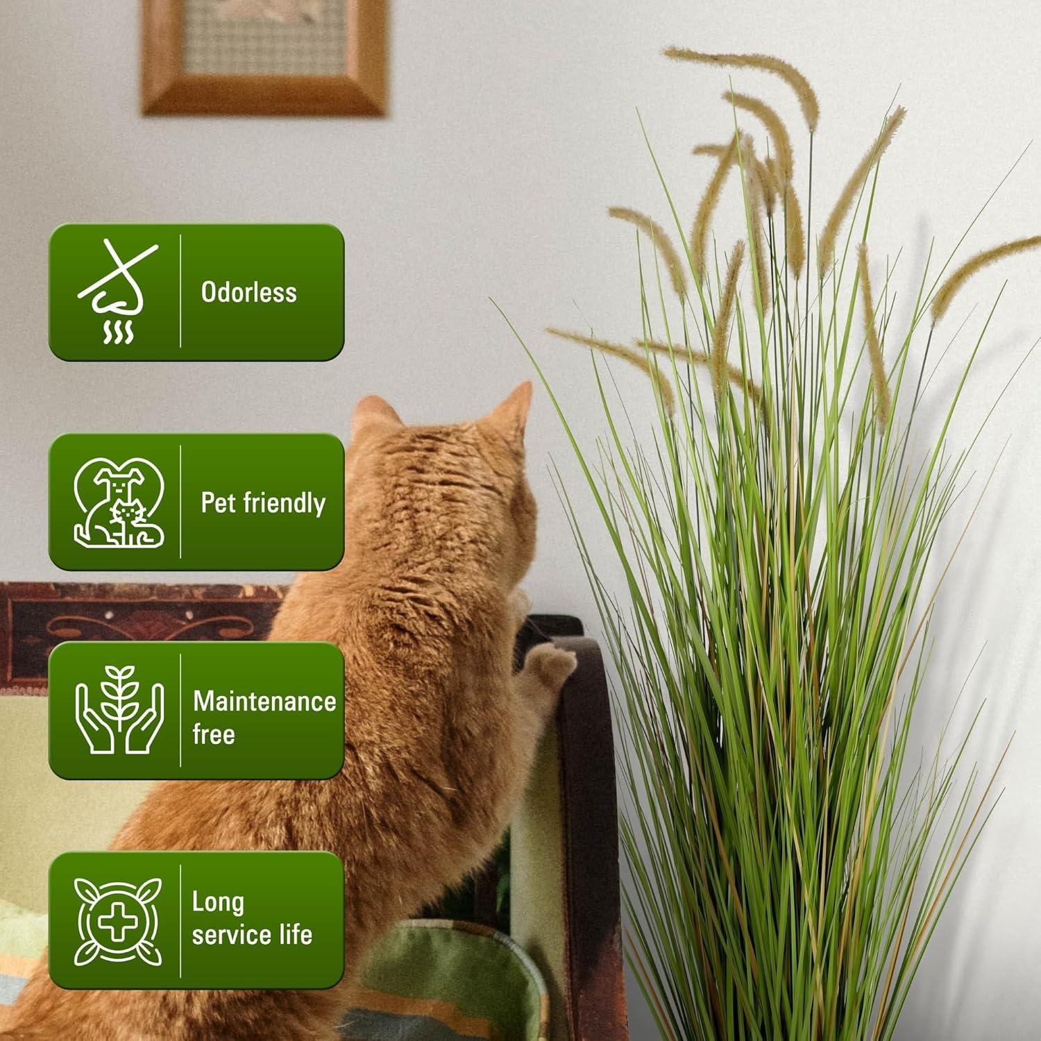 Our Friendly Review: KOL 5ft Horsetail Reed Grass Duo's Look & Quality