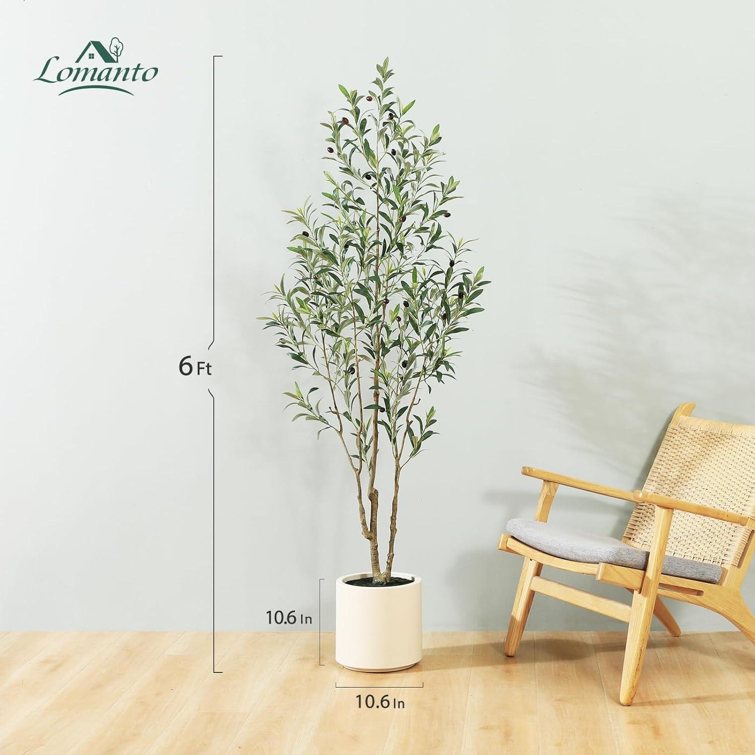 LOMANTO Olive Tree Review: Worth It in 2026?
