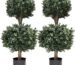 Boxwood Topiary Trees Review: Worth It in 2026?