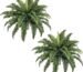 Lush Lifelike: Our Review of 35″ Boston Fern Artificial Plants