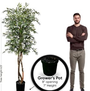 Our 6.5ft Olive Tree Review: Worth It in 2026?