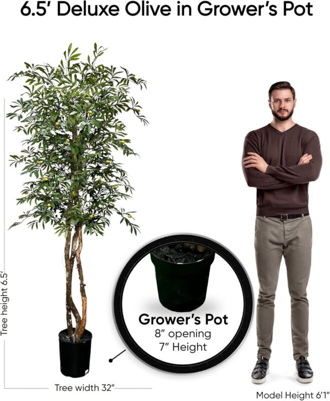 Our 6.5ft Olive Tree Review: Worth It in 2026?
