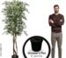 Our 6.5ft Olive Tree Review: Worth It in 2026?