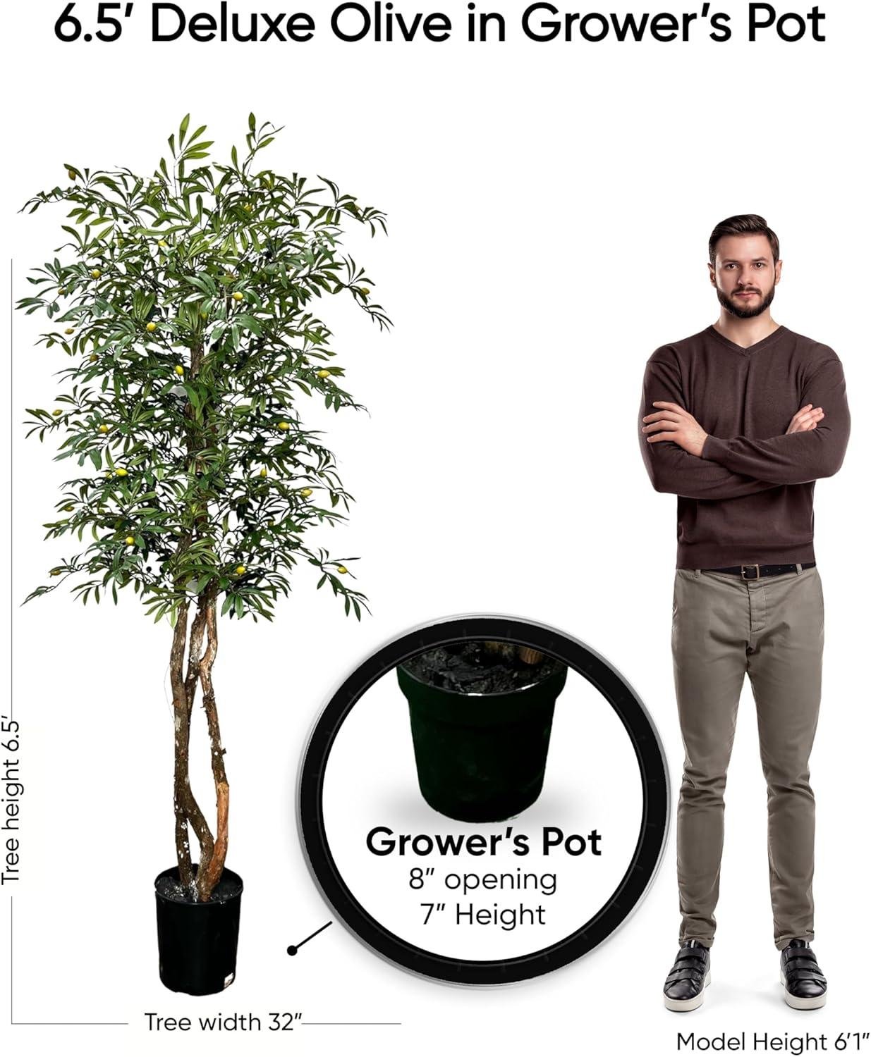 Our 6.5ft Olive Tree Review: Worth It in 2026?