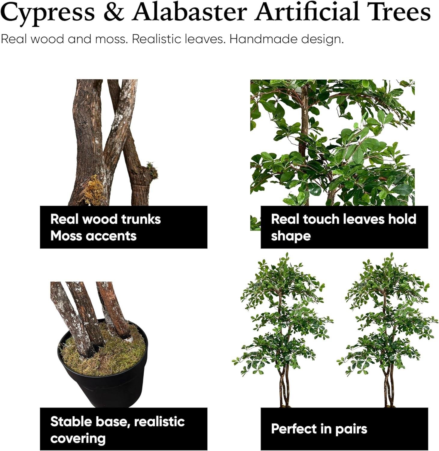 Cypress Olive Tree Review: Worth It in 2026?