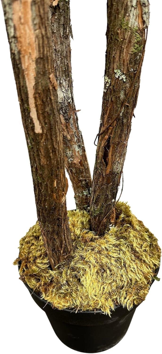 Cypress Olive Tree Review: Worth It in 2026?