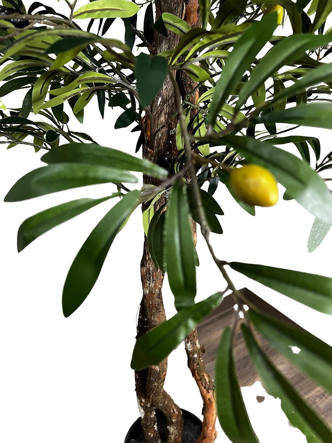 Our 6.5ft Olive Tree Review: Worth It in 2026?