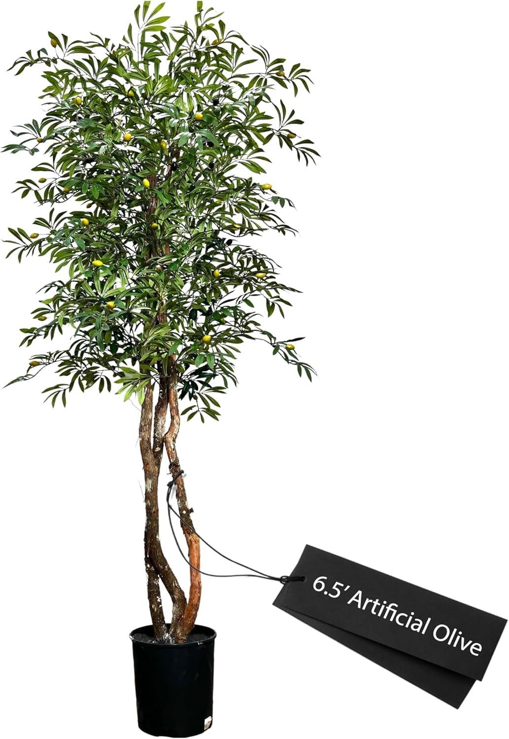 Our 6.5ft Olive Tree Review: Worth It in 2026?