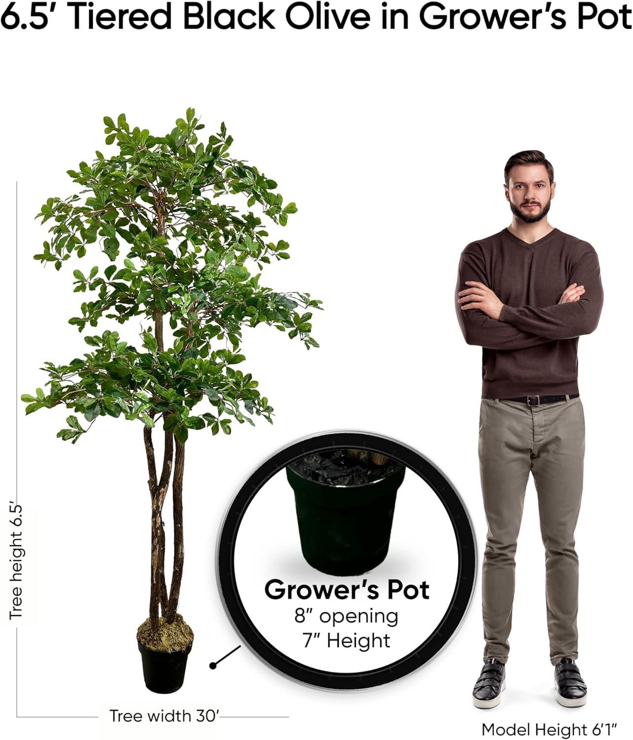 Cypress Olive Tree Review: Worth It in 2026?